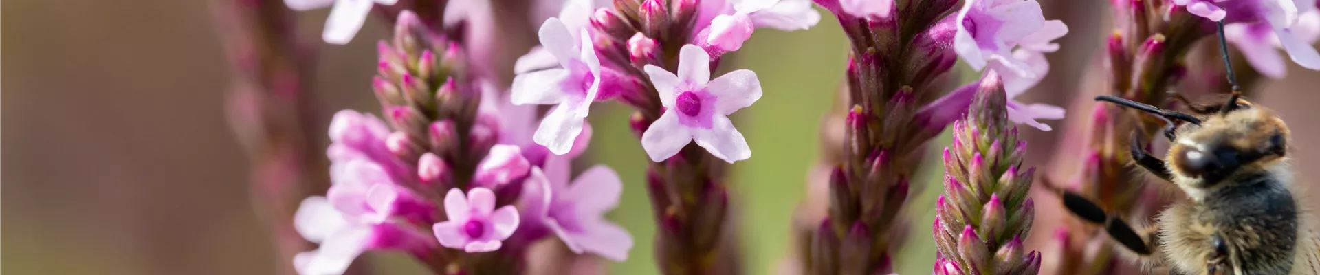 Verbena hastata 'Pink Spires' Verbena hastata 'Pink Spires'