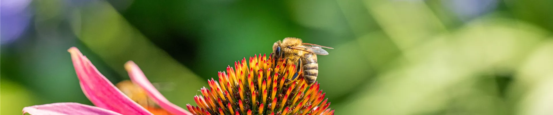 Bee on flower Bee on flower