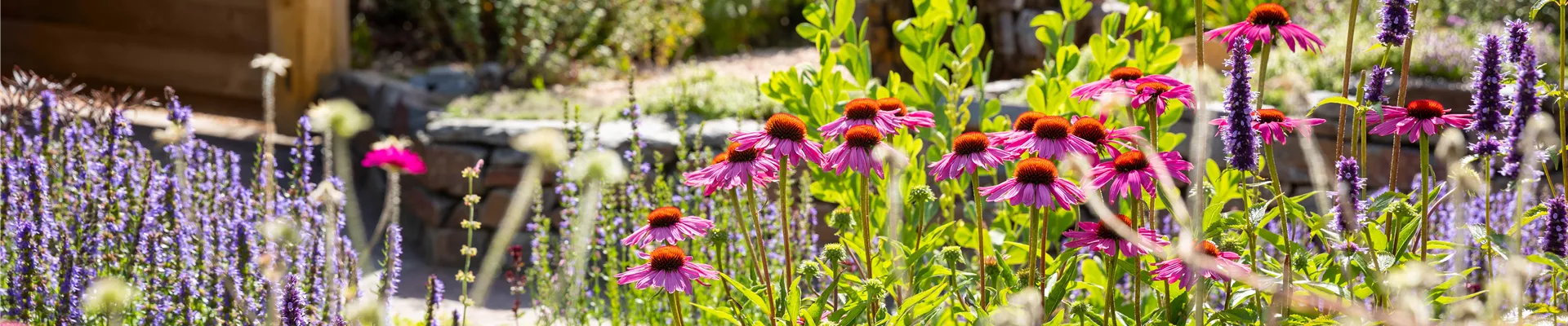 Bed with perennials Bed with perennials