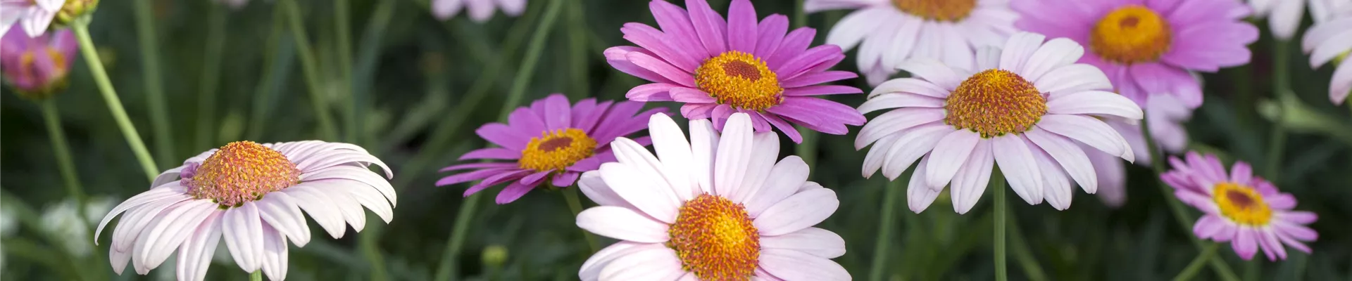 Argyranthemum frutescens 'LaRita' Rose Argyranthemum frutescens 'LaRita' Rose