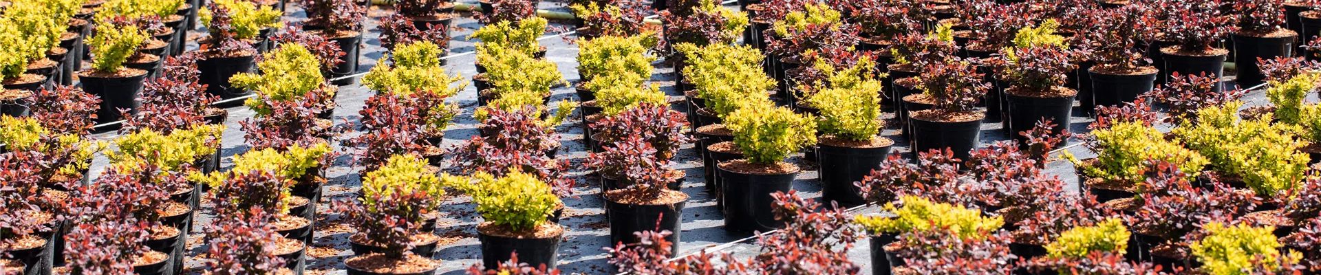 Plant quarters Plant quarters