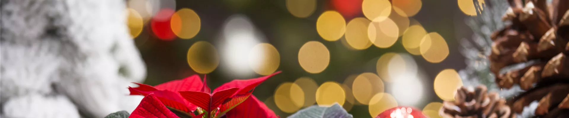 Euphorbia pulcherrima, rot