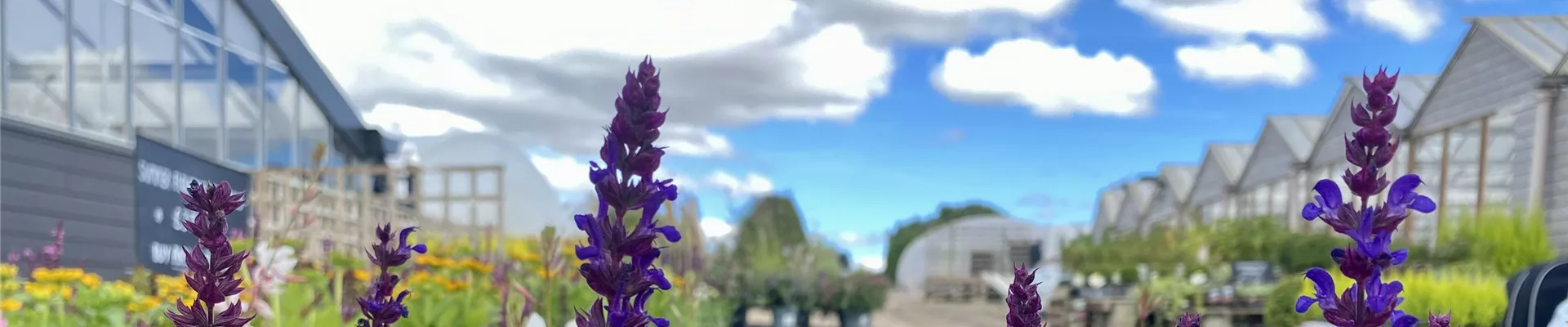 Salvia-0-538-4032-864