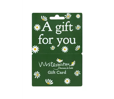 Gift Card - Dark Green  Gift Card - Dark Green