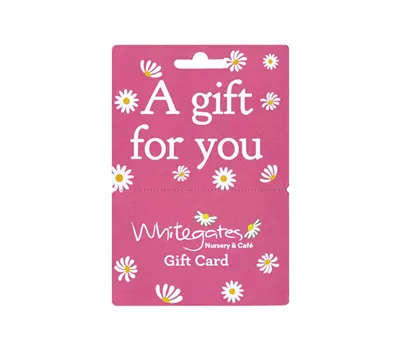 Gift Card - Pink  Gift Card - Pink