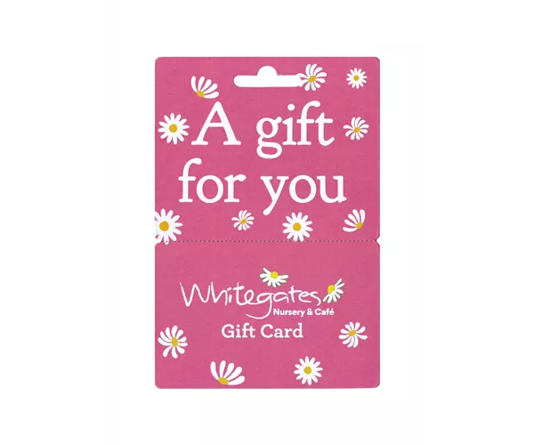 Gift Card - Pink  Gift Card - Pink