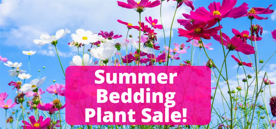 Copy of Summer Bedding Plant Sale!.png