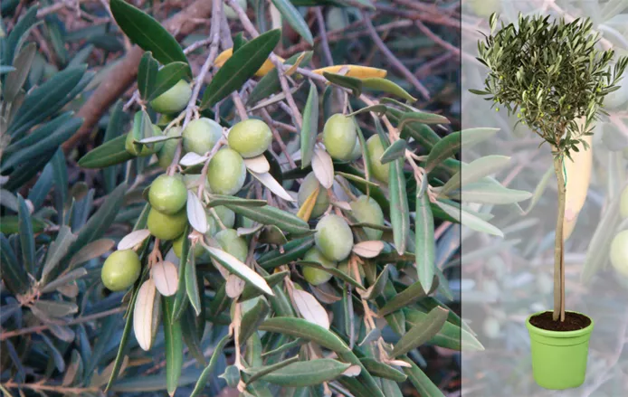 Olive for Website Guide.png