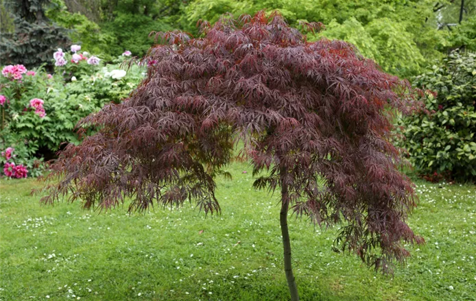 Acer for website guide.png