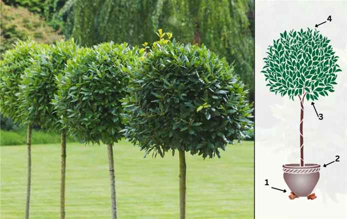 Bay Tree.png