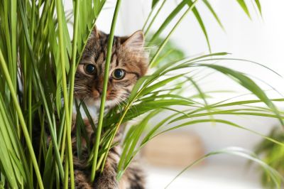 Non-toxic indoor plants if you have pets