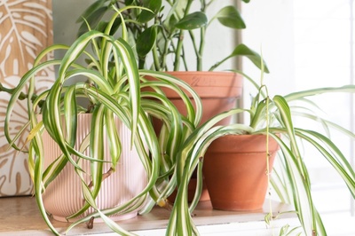 4 Houseplant trends for 2023