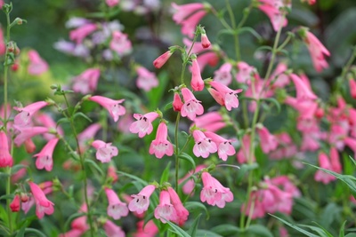 6 great plants for late summer colour