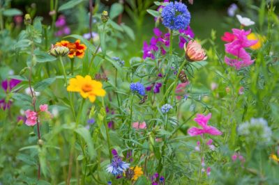 Create a backyard bee meadow 