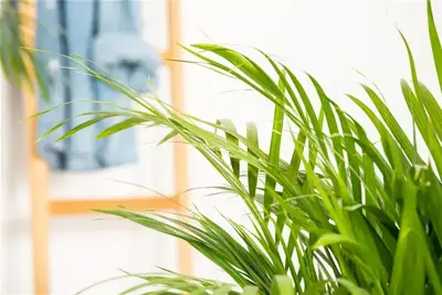 Recognize and prevent pests on indoor plants